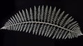 Simple Bobbin Lace Fern On Dark Background