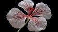 Simple Bobbin Lace Geranium On Dark Background