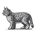 Bobcat Side View Vintage Retro Logo Vector Icon Illustration Design. Royalty Free Stock Photo