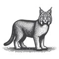 Bobcat Side View Vintage Retro Logo Vector Icon Illustration Design. Royalty Free Stock Photo