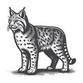 Bobcat Side View Vintage Retro Vector Icon Illustration Logo Design. Royalty Free Stock Photo