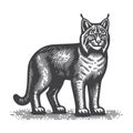 Bobcat Side View Vintage Retro Logo Vector Icon Illustration Design. Royalty Free Stock Photo