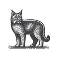Bobcat Side View Vintage Retro Vector Icon Illustration Design. Royalty Free Stock Photo