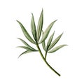 Simple branch with long green leaves of eucalyptus or oleander watercolor illustration for wedding in floral style Royalty Free Stock Photo