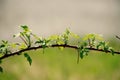 Simple branch in sporing is magic after winter