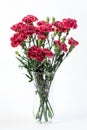 Simple Carnation bouquet in a vase, isolated on white background