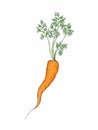 Simple carrot with green foliage