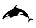 Orca killer whale simple cartoon illustration