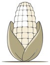 Simple cartoon illustration of a white corn on the cob with husks, isolated vector icon Royalty Free Stock Photo