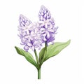 Simple Cartoon Style Hyacinth With White Background