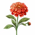 Simple Cartoon Zinnia With Thick Lines On White Background