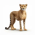 Simple Cel Shaded 3d Cheetah Posed In Front Of Camera Royalty Free Stock Photo