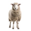 Sheep isolated on white background. Generative ai.