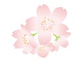 A simple cherry blossom flower illustration that can be used as a focal point. Illustration using gradation
