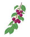 Simple Cherry Tree Branch with Red Berries Royalty Free Stock Photo