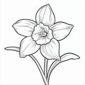 Simple And Classic Black And White Daffodil Drawing For Kids\' Coloring Book