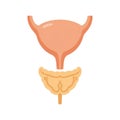 Illustration of the human urinary bladder and prostate gland Royalty Free Stock Photo