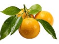 simple clip art of Calamondin Fruit on white background