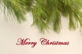 Close up detail of Christmas pine on whjite background with Merry Christmas in red script