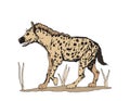 Simple color Illustration of an African Hyena