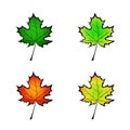 Color variation vector illustration of a maple leaf