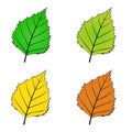 Color variations vector illustration of a birch leaf