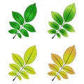 Color variations vector illustration of walnut leaf