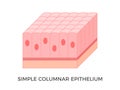 Simple columnar epithelium. Epithelial tissue types.