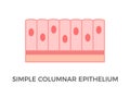 Simple columnar epithelium. Epithelial tissue types.
