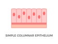 Simple columnar epithelium. Epithelial tissue types.