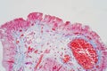 simple columnar epithelium is a columnar epithelium that is uni-layered. In humans