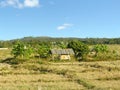 Simple cottage and banana trees in the rice field Royalty Free Stock Photo