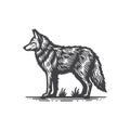 Simple Coyote Side View Vector Icon Vintage Retro Logo Illustration. Royalty Free Stock Photo