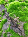 Green moss in spring