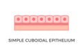 Simple cuboidal epithelium. Epithelial tissue types.