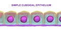 Simple cuboidal epithelium