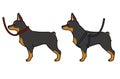 Simple and cute hand drawn Doberman Pinscher dog with leash and harness