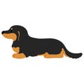 Simple and cute illustration of dark colored Miniature Dachshund lying down flat colored