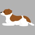 Simple and cute illustration of Jack Russell Terrier lying down flat colored Royalty Free Stock Photo