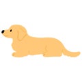 Simple and cute illustration of Miniature Dachshund lying down flat colored