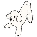 Simple and cute playful white Poodle illustration
