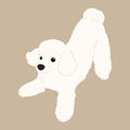 Simple and cute playful white Poodle illustration flat colored