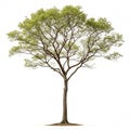 Tree Icon Illustration isolated on white background Royalty Free Stock Photo