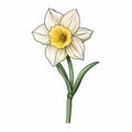 Simple Daffodil Illustration: Cartoon Style With White Background