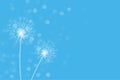 simple dandelion flower seeds in blue bokeh background vector