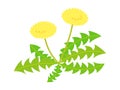 Simple dandelion illustration in flat design