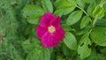 Single pink dog rose against green foliage background with copy space Royalty Free Stock Photo