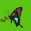 Simple design of illustration butterfly in green background Royalty Free Stock Photo