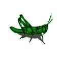 Simple design of illustration Grasshopper