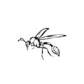 Simple design of illustration wasp on black background